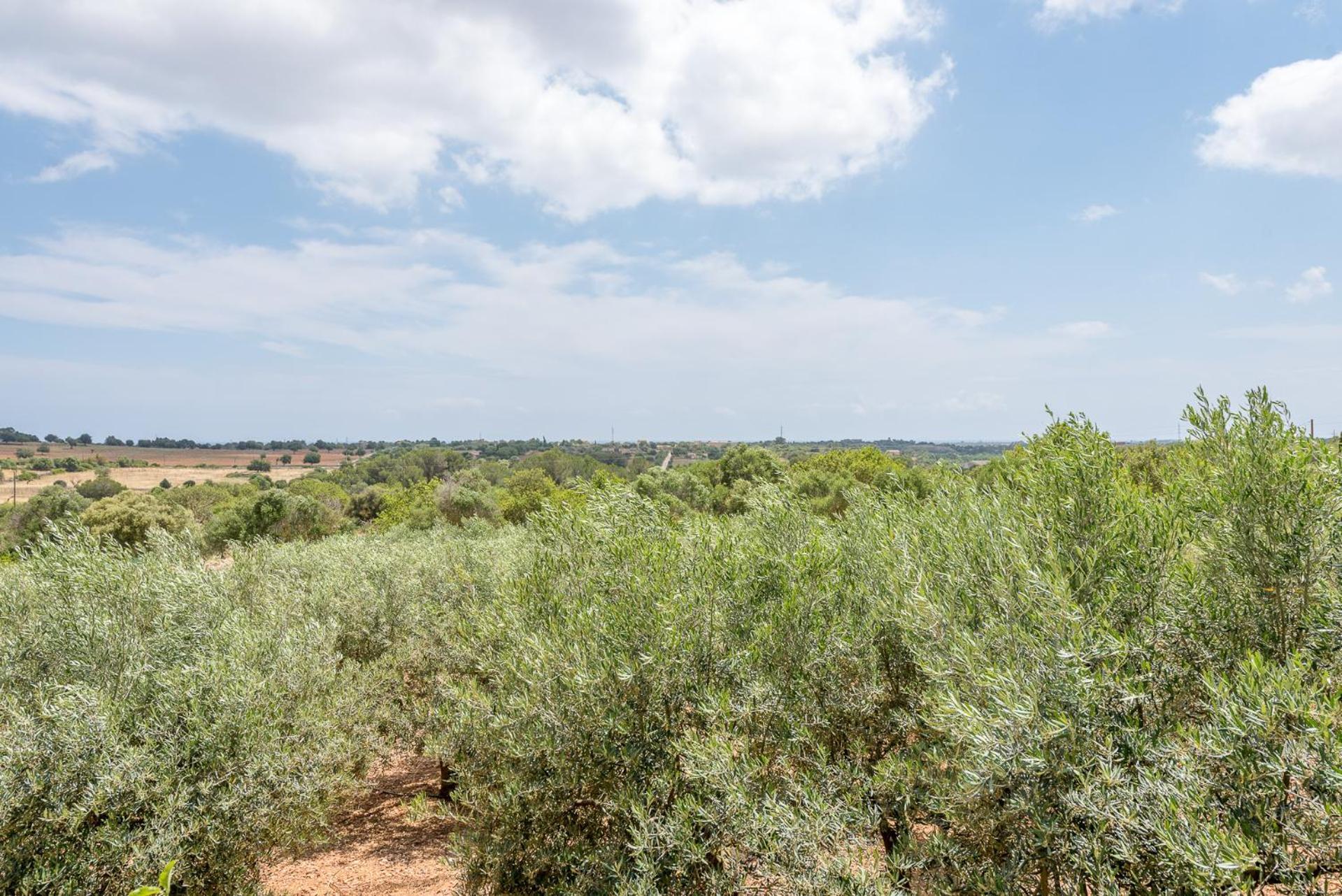 Ses Oliveres By Mallorca House Rent